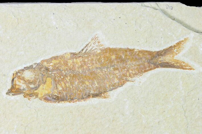 Fossil Fish (Knightia) - Wyoming #149840